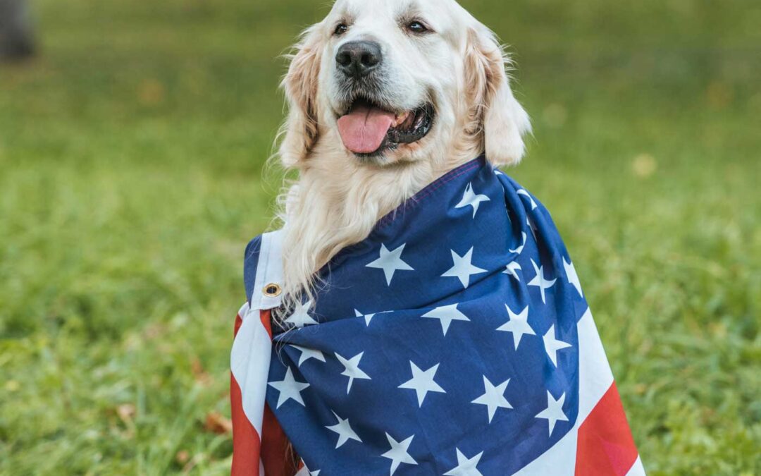 Keeping Pets Safe During Fourth of July Celebrations