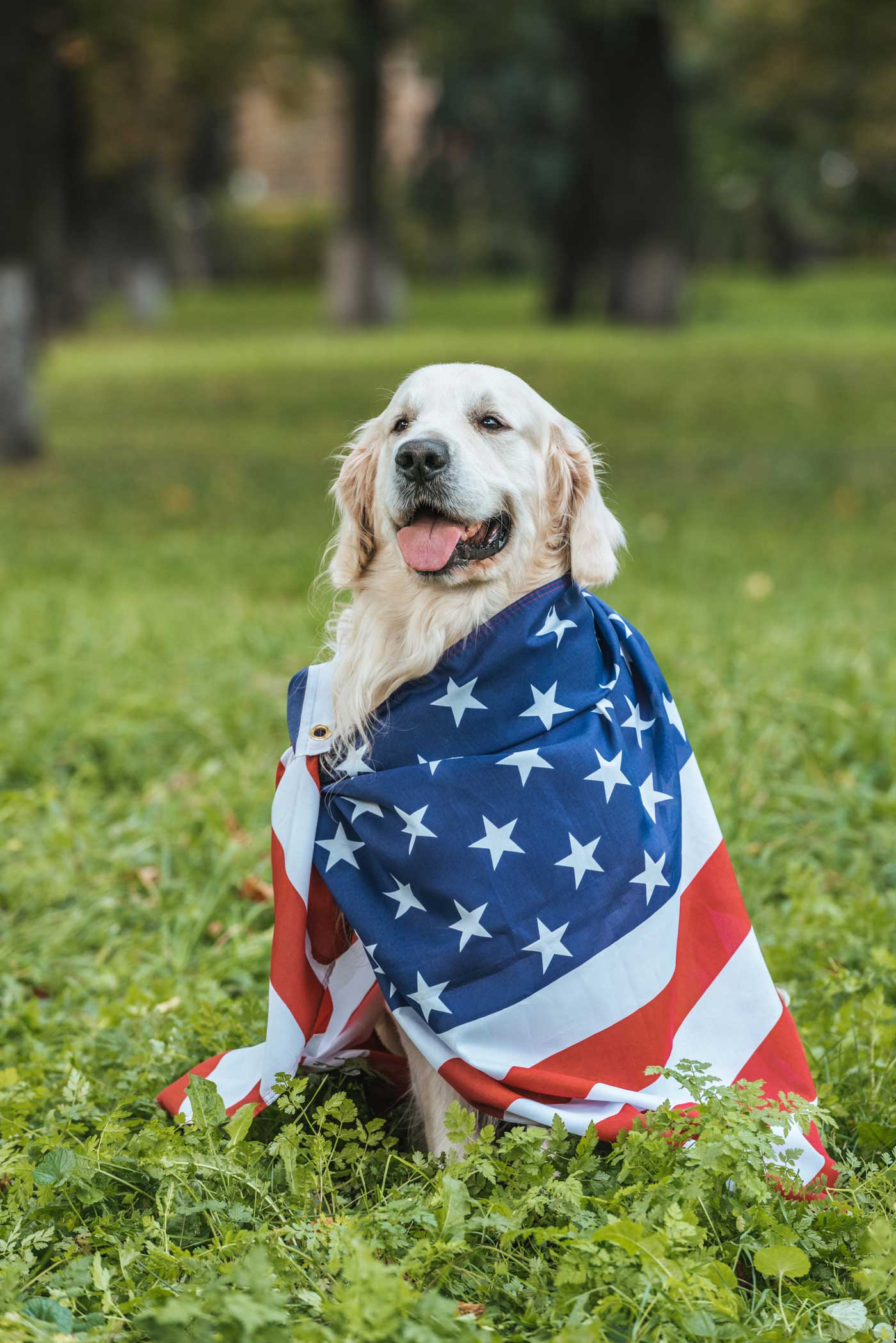 dog wrapped with american flag