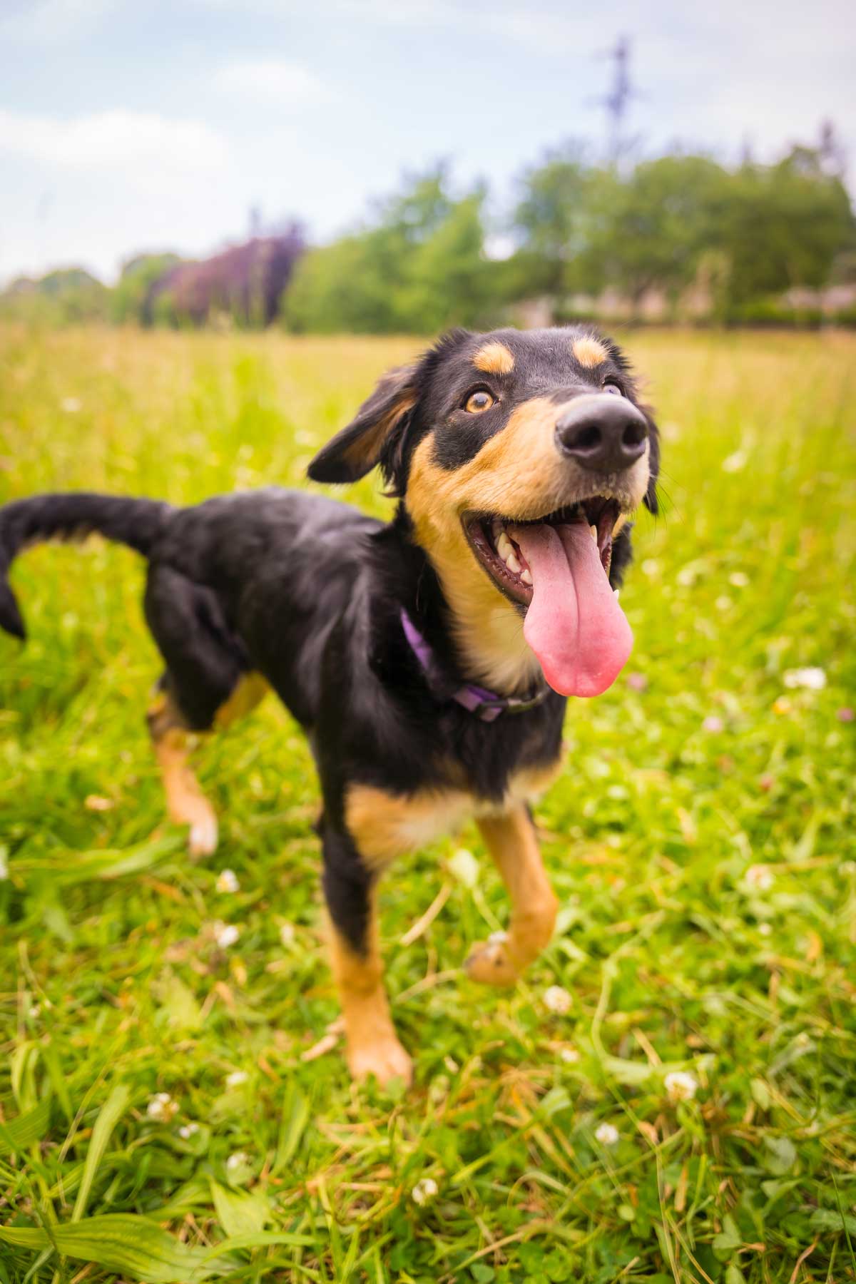 dog panting in the sun