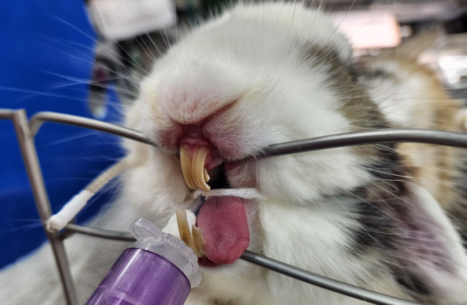 guinea pig getting a dental exam