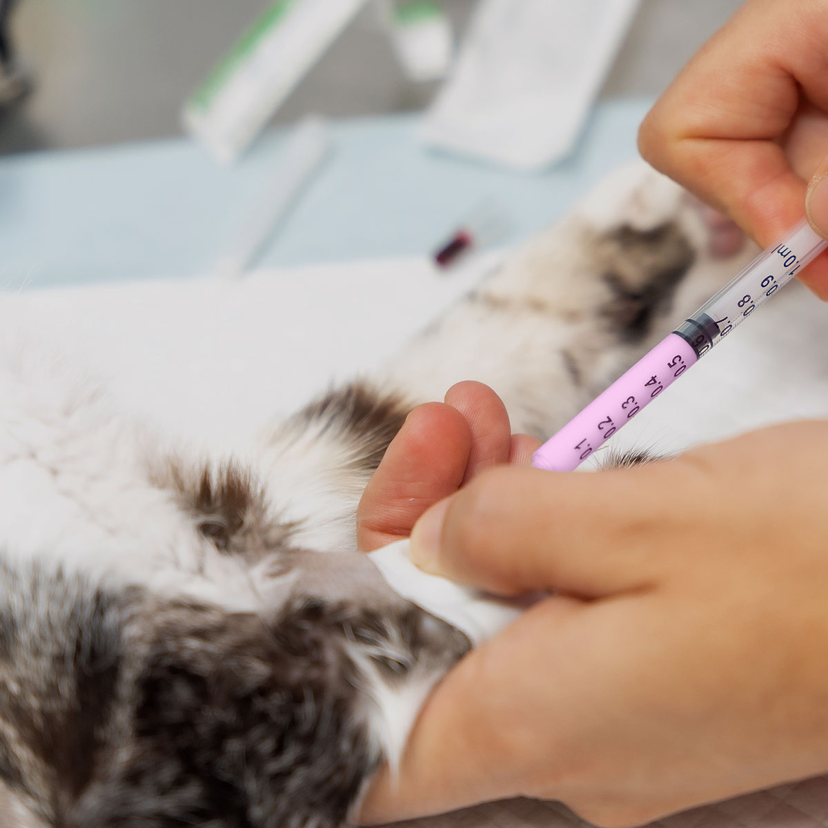 cat getting a vaccination